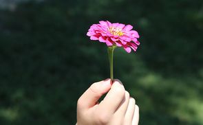 Eine Blume als Dankeschön