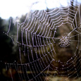 Netz des Lebens. © pietervleu/morguefile.com
