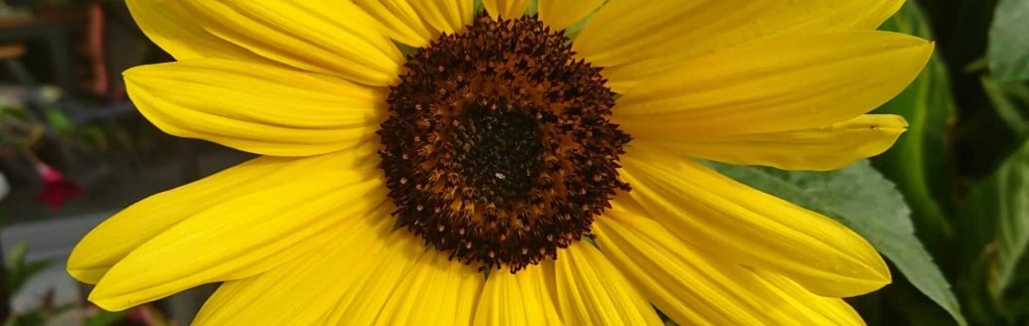 Blume