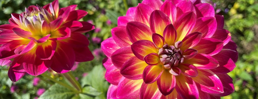 Dahlien