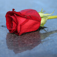 https://www.pfarrbriefservice.de/image/auf-einem-grabstein-niedergelegte-rose?vm=download&rdm=c~XYg08PAZzT
