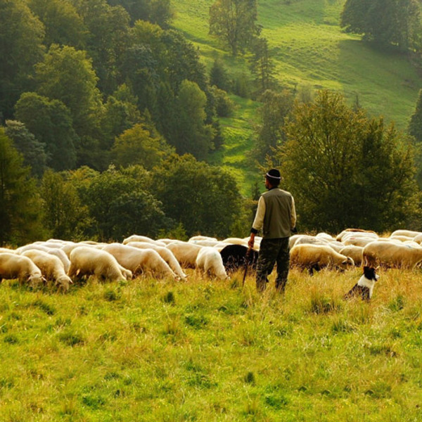 Schafherde mit Schäfer / © Unsplash/pixabay.com/CC0 1.0 Schafherde mit Schäfer
