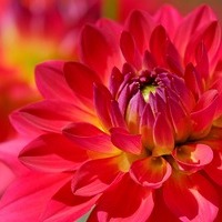 Blüte