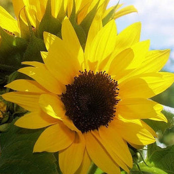 Sonnenblume