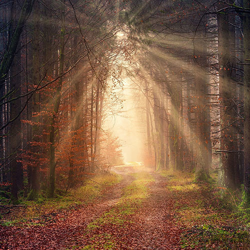 Licht im Herbstnebel