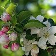 Apfelblüte