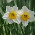 Aufblühen zu Ostern / © AngelaL_17 / www.pixabay.com CC0 1.0 Aufblühen zu Ostern