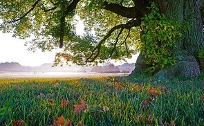 10 Jahre Laudato Si’ – Frauen fordern soziale und ökologische Umkehr