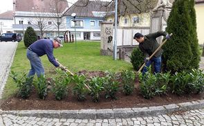 Pfarre Vöcklamarkt: Frisches Grün im Kirchenpark