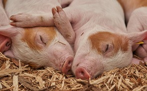 Schweine beim Schläfchen